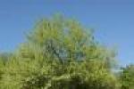 Škrapy nad Domicou s višní tureckou (Prunus mahaleb) Škrapy nad Domicou s višní tureckou (Prunus mahaleb) Škrapy nad Domicou s višní tureckou (Prunus mahaleb)
